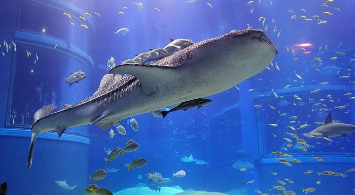 Squalo balena nell'acquario di Osaka circondato da pesci piccoli.