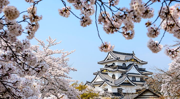 Il Castello di Hikone circondato da fiori di ciliegio in fiore.