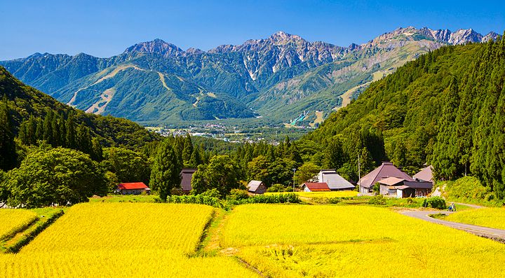Campi gialli a Nagano, e le Alpi Giapponesi sullo sfondo.