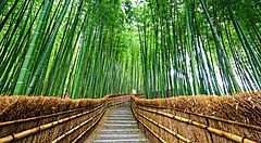Sentiero nella foresta di bambù ad Arashiyama, Kyoto.
