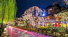 La strada a fianco al canale Shirakawa di Kyoto, nella zona di Gion, in primavera.