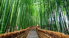 Scale alla foresta di bambù di Arashiyama.