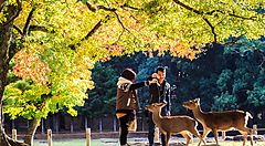 Due turisti si divertono insieme ai cervi al Parco di Nara.