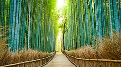 Sentiero attraverso una foresta di bambù verde e rigogliosa.