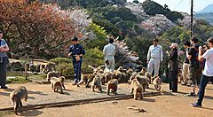 Visitatori e scimmie al parco Iwatayama tra alberi in fiore.