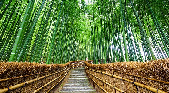 Sentiero nella foresta di bambù ad Arashiyama, Kyoto.