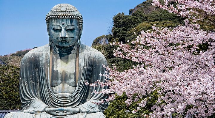 Grande Buddha di Kamakura con ciliegi in fiore.