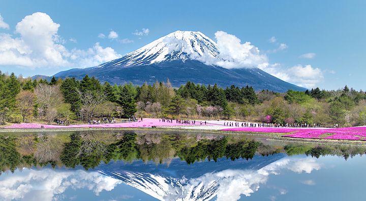 Fiori rosa e il Monte Fuji specchiato nel lago.