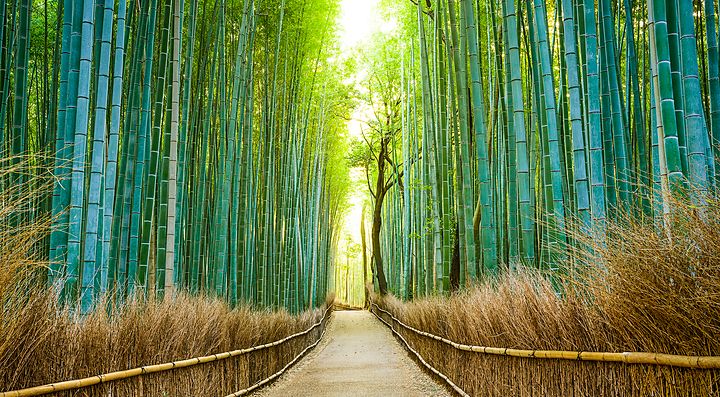 Sentiero attraverso una foresta di bambù verde e rigogliosa.