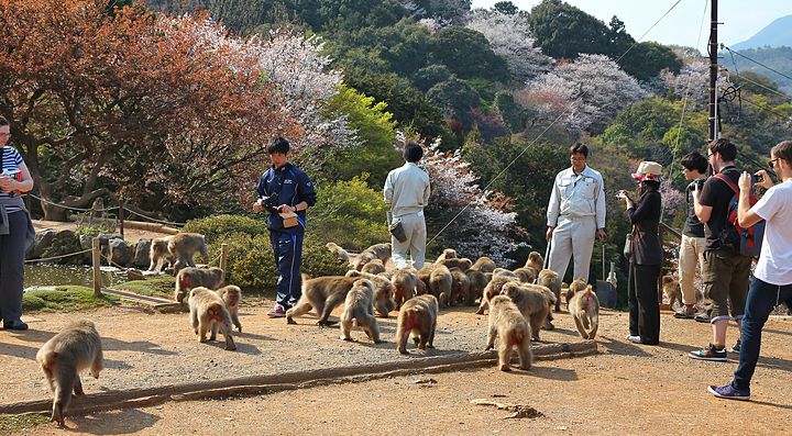 Visitatori e scimmie al parco Iwatayama tra alberi in fiore.