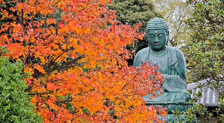 Statua di Buddha, nascosta dietro ad un albero con foglie arancioni, in autnno.