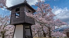 Torre di legno accanto a ciliegi in fiore al castello Takato.