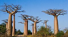 Baobab in Madagascar sotto un cielo sereno.