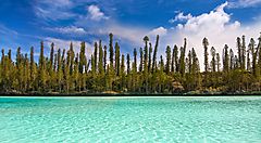 Laguna turchese e pini colonnari in Nuova Caledonia.