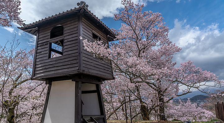 Torre di legno accanto a ciliegi in fiore al castello Takato.