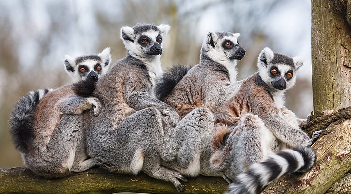 Quattro lemuri dalla coda ad anelli su un ramo in Madagascar.