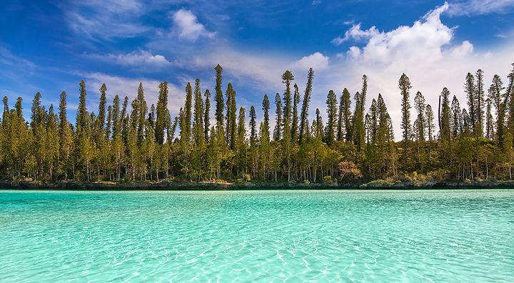 Laguna turchese e pini colonnari in Nuova Caledonia.