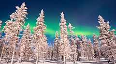 Aurora boreale sopra la foresta innevata in Lapponia.