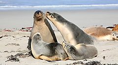 Leoni marini sulla spiaggia dell'Isola dei Canguri, Australia.