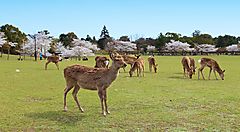 Cervi al pascolo nel Parco di Nara, con ciliegi in fiore sullo sfondo.