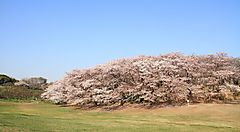 Alberi di ciliegio in fiore nel Parco Negishi sotto un cielo azzurro.