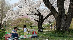 Picnic e fioritura di ciliegi al Parco Shiroyama.