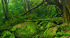 Foresta lussureggiante e muschio nella valle di Shiratani Unsuikyo.