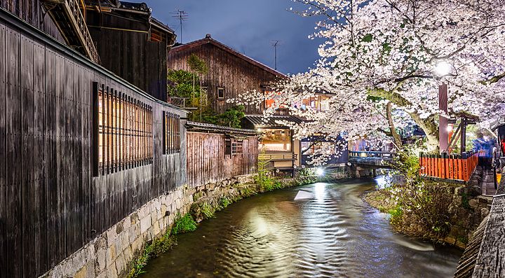 Il fiume Shirakawa di notte con ciliegi in fiore.