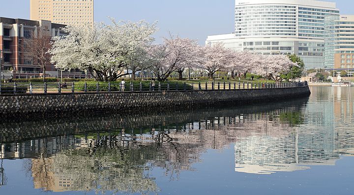 La Kishamichi Promenade a Yokohama con alberi in fiore lungo il canale.
