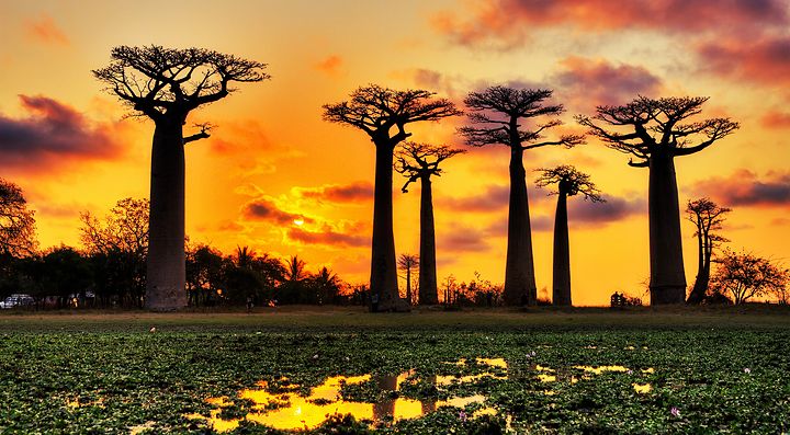 Baobab al tramonto in Madagascar con cielo arancione e paludi riflettenti.