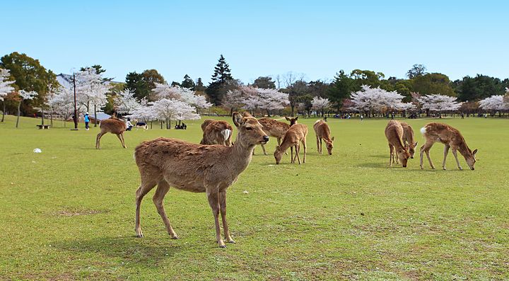 Cervi al pascolo nel Parco di Nara, con ciliegi in fiore sullo sfondo.