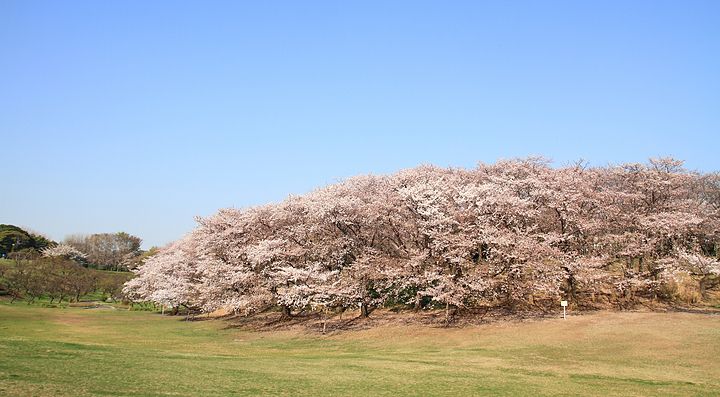 Alberi di ciliegio in fiore nel Parco Negishi sotto un cielo azzurro.