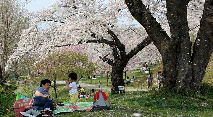 Picnic e fioritura di ciliegi al Parco Shiroyama.
