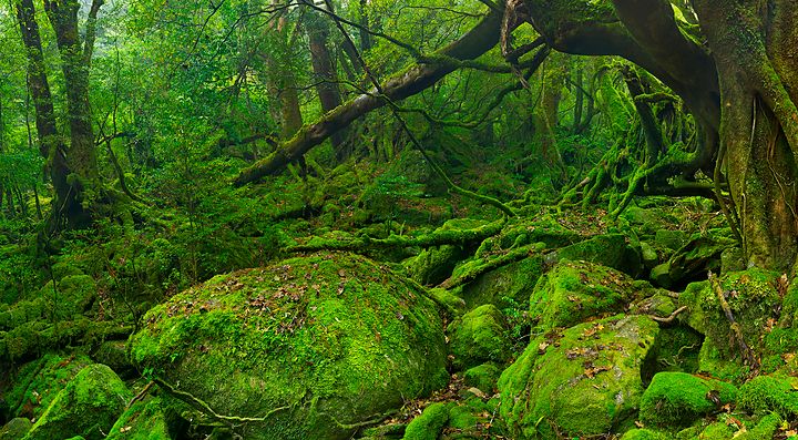 Foresta lussureggiante e muschio nella valle di Shiratani Unsuikyo.