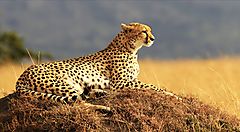 Cheetah sdraiato nella savana del Kenya.