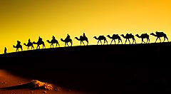 Carovana di cammelli nel deserto del Marocco al tramonto.