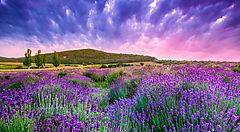 Campo di lavanda in fiore in Ungheria al tramonto.