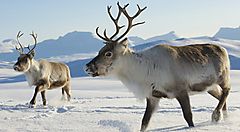 Due renne camminano sulla neve in un paesaggio innevato in Finlandia.