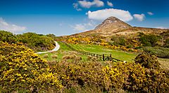 Paesaggio collinare in Irlanda con un sentiero e fiori gialli.