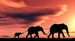 Due elefanti adulti e un cucciolo al tramonto in Kenya.