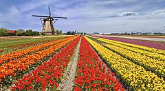Campo di tulipani colorati in Olanda con un mulino a vento sullo sfondo.