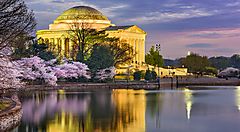 Il Jefferson Memorial a Washington circondato da ciliegi in fiore.