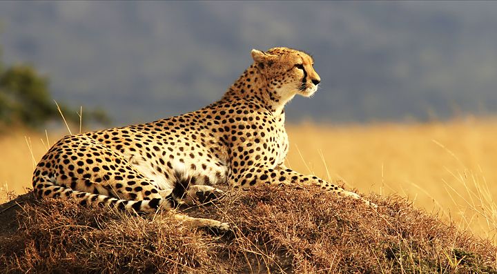 Cheetah sdraiato nella savana del Kenya.