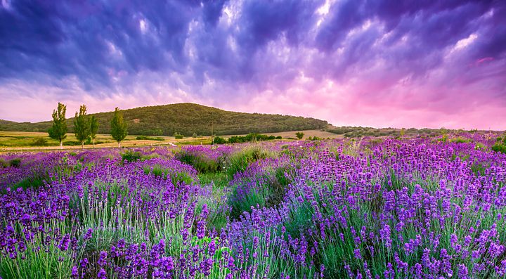 Campo di lavanda in fiore in Ungheria al tramonto.