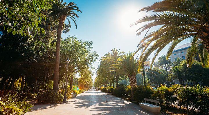 Viale alberato in Spagna sotto il sole splendente.