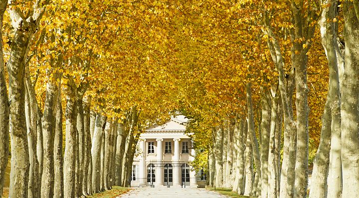 Viale alberato con foglie dorate conduce a un edificio a Bordeaux.