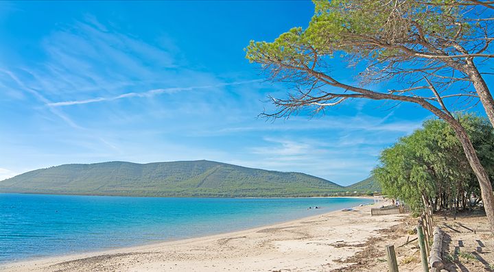 Spiaggia di Alghero con mare azzurro e pini lungo la costa.