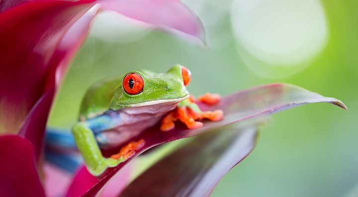 Rana dagli occhi rossi su una foglia in Costa Rica.