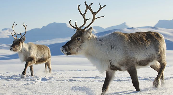 Due renne camminano sulla neve in un paesaggio innevato in Finlandia.