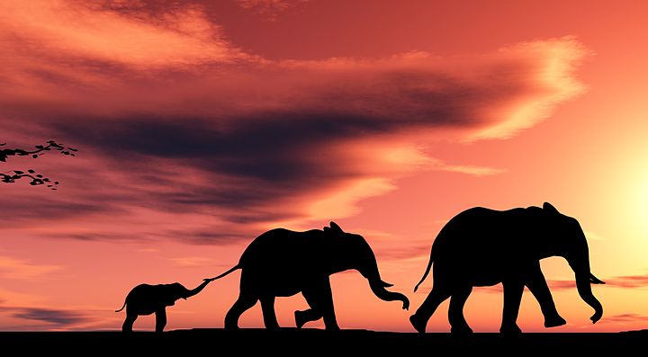 Due elefanti adulti e un cucciolo al tramonto in Kenya.